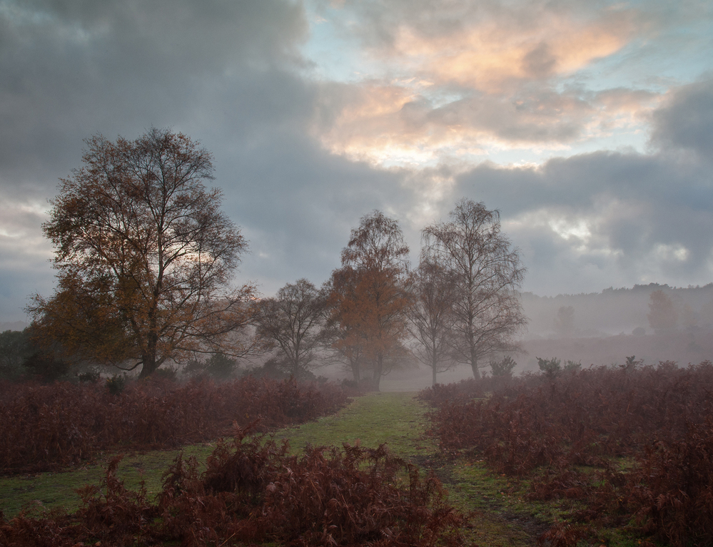 Autumn Furzley Common Mist 1